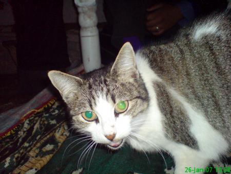 c notre chat