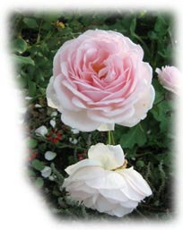 ma vie fleurit avec ton amour